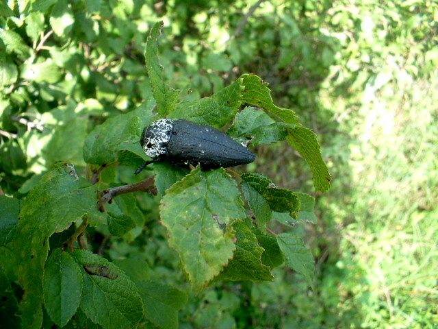 Buprestidae: Capnodis tenebrionis